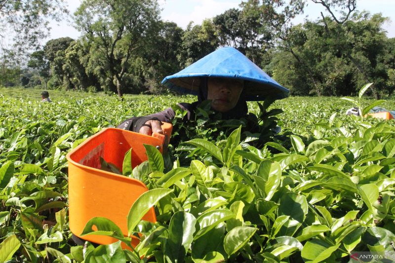 Produksi Teh RI Anjlok Drastis Sejak 2003, Pecinta Teh Harap Waspada!