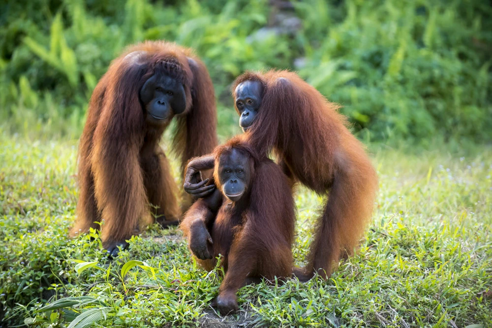 Orangutan Tanjung Puting Aman di Tengah Kebakaran Hutan Taman Nasional