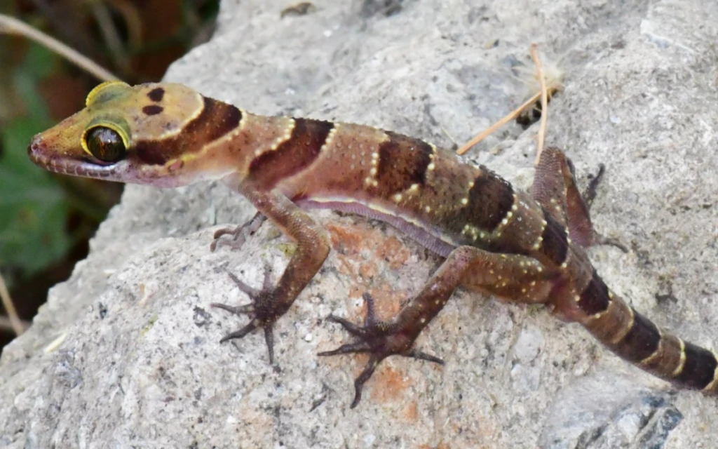 Spesies Baru Kamboja: Fakta Menarik dari Gua Karst yang Kaya Biodiversitas