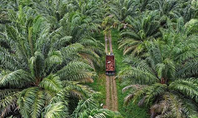 Kebijakan B50 Dinilai Berisiko Picu Defisit Dana Sawit