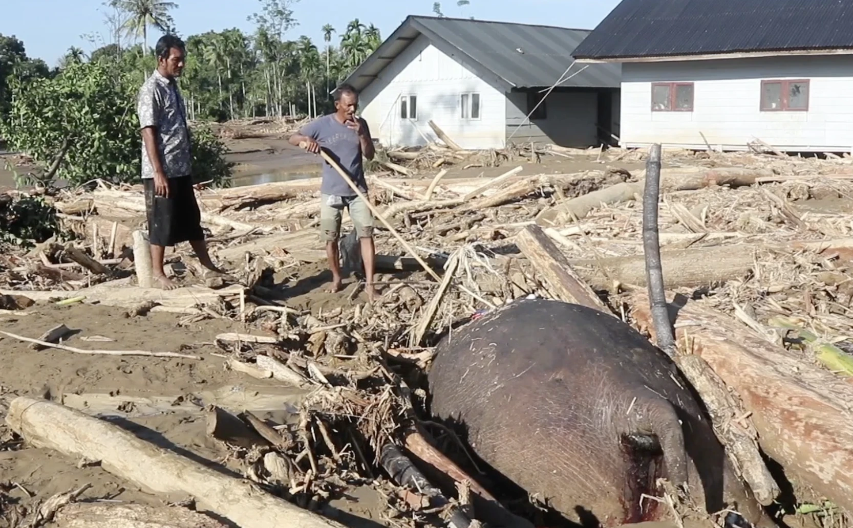 Aroma Bangkai dan Ancaman Kesehatan Setelah Banjir Sumatra Mereda