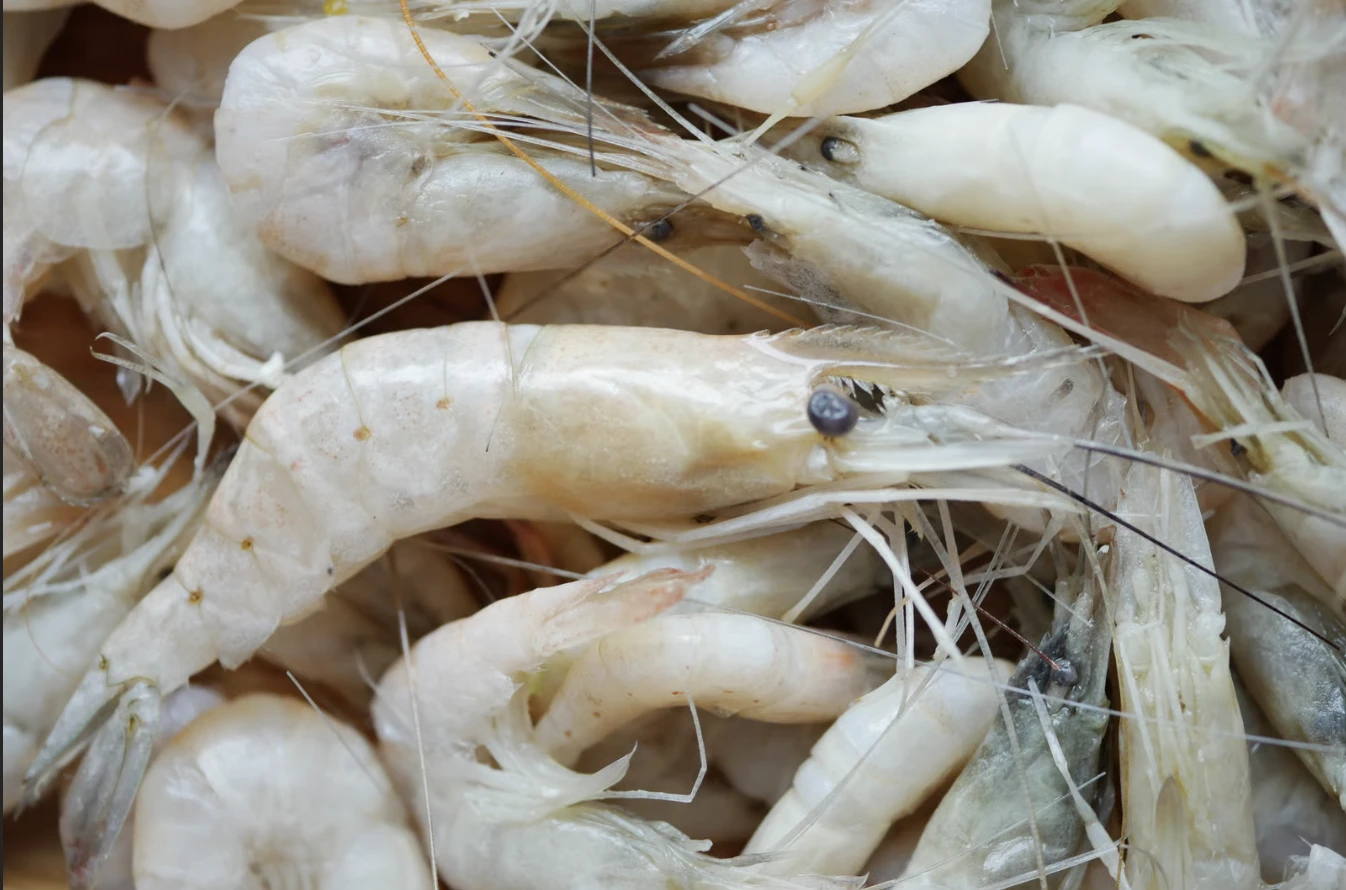 ID FOOD Ekspor Perdana 102 Ton Udang Vaname ke AS