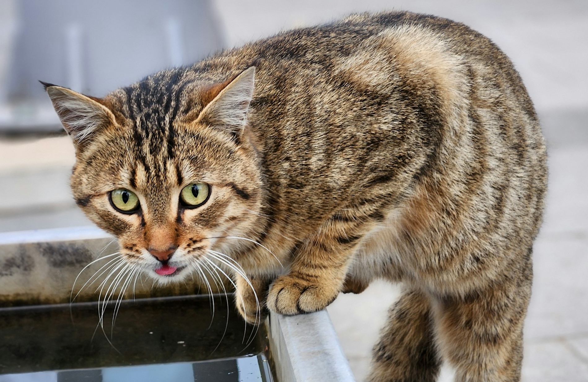 Ternyata Kucing Bisa Overthinking dan Dominan, Studi Ini Ungkap 5 Kepribadiannya