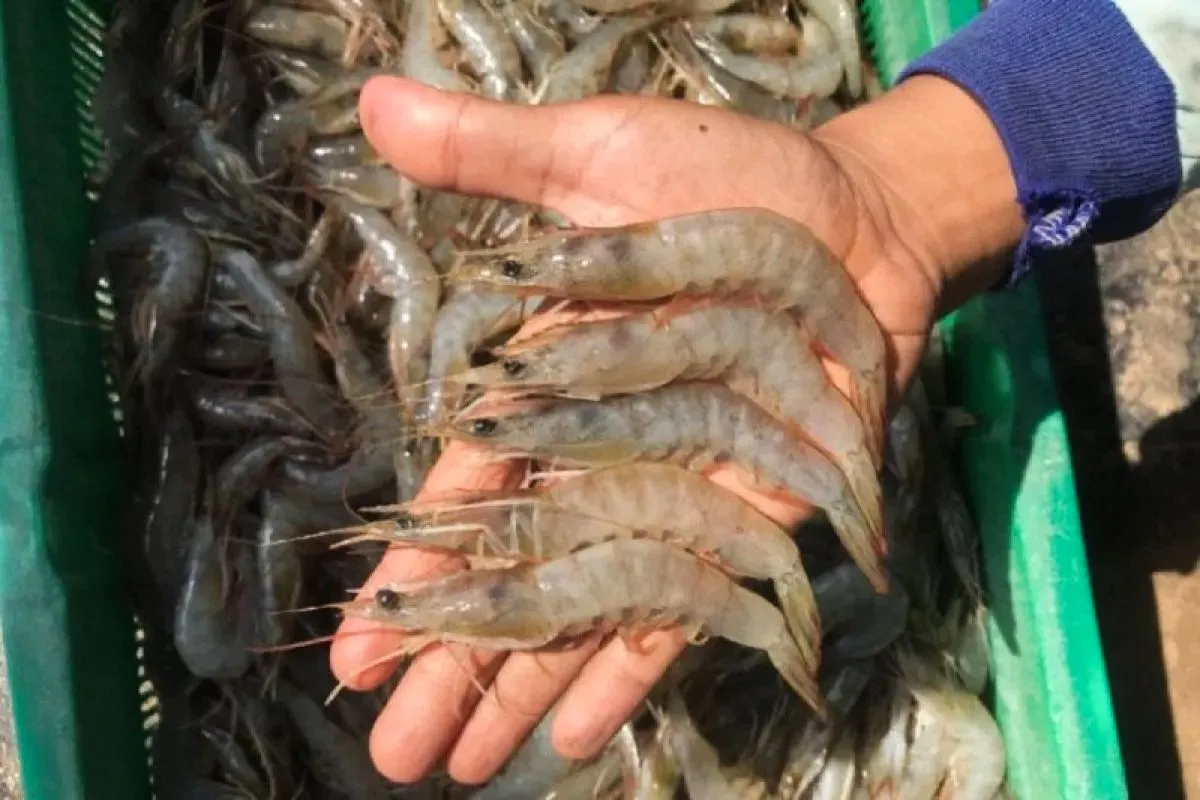 KKP Klaim Penarikan Udang oleh FDA Merupakan Kasus Lama