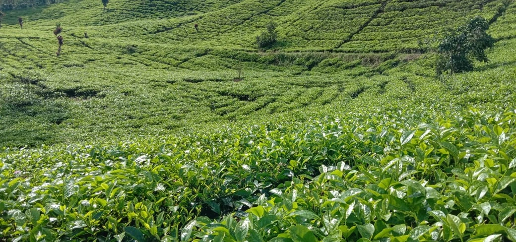 Jawa Barat Juaranya! Cek 5 Provinsi Pemilik Kebun Teh Terluas di Indonesia