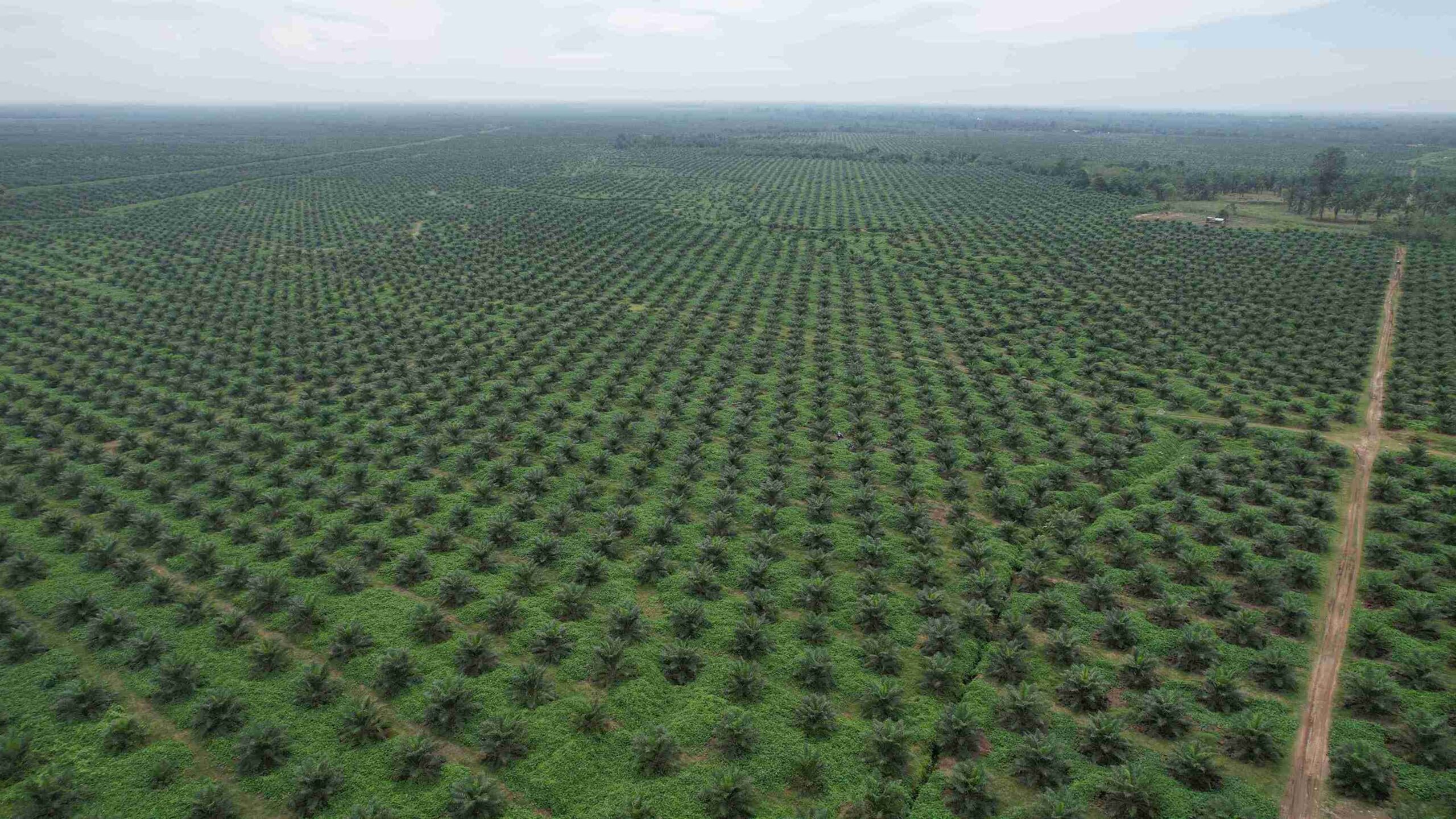 Sawit Jadi Penopang Ekonomi RI, Kunci Entaskan Kemiskinan dan Jaga Ketahanan Energi